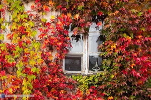 Jesienne fotospacery po Warszawie - 46 zdjęcie w galerii.